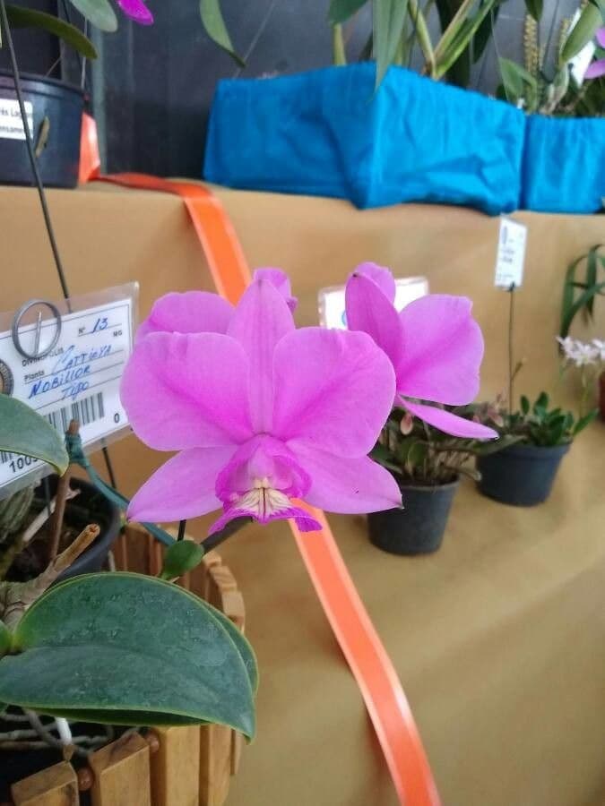 Cattleya 2