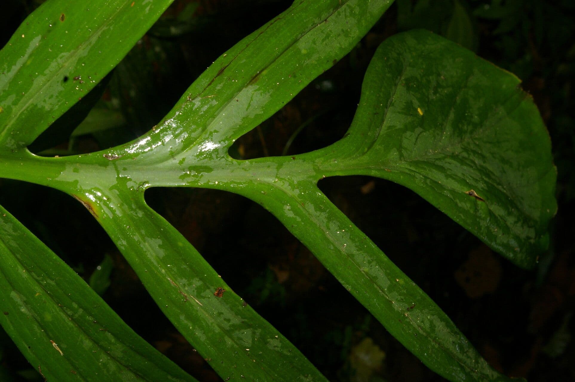 Monstera 5