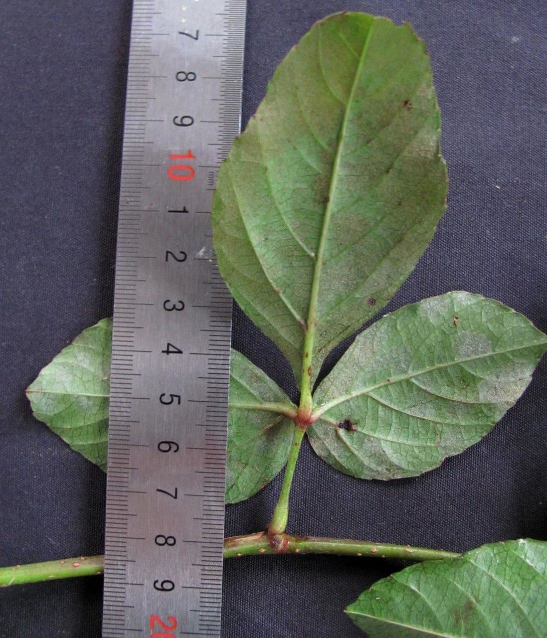 Cissus 18
