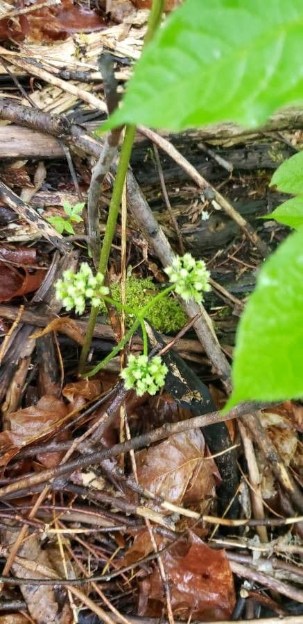 Aralia a stelo nudo 8