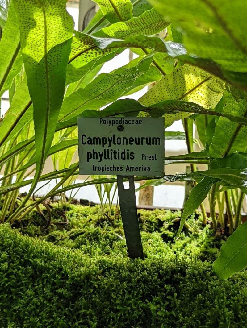 Campyloneurum 11