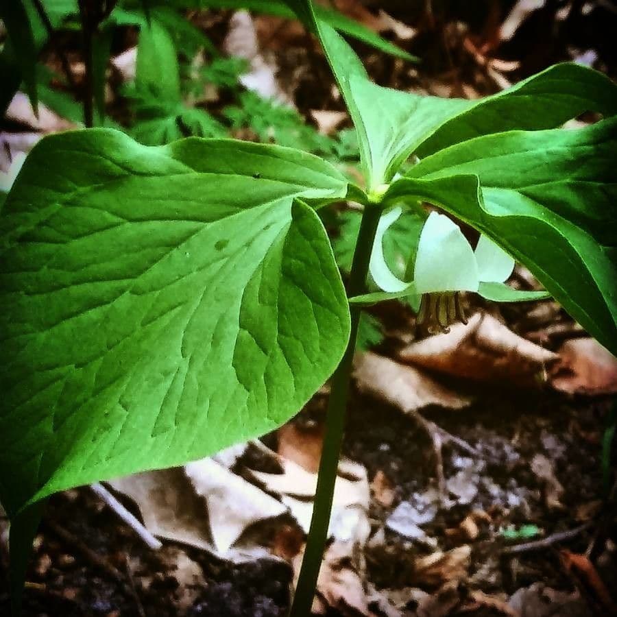 Trillium pochylone 18