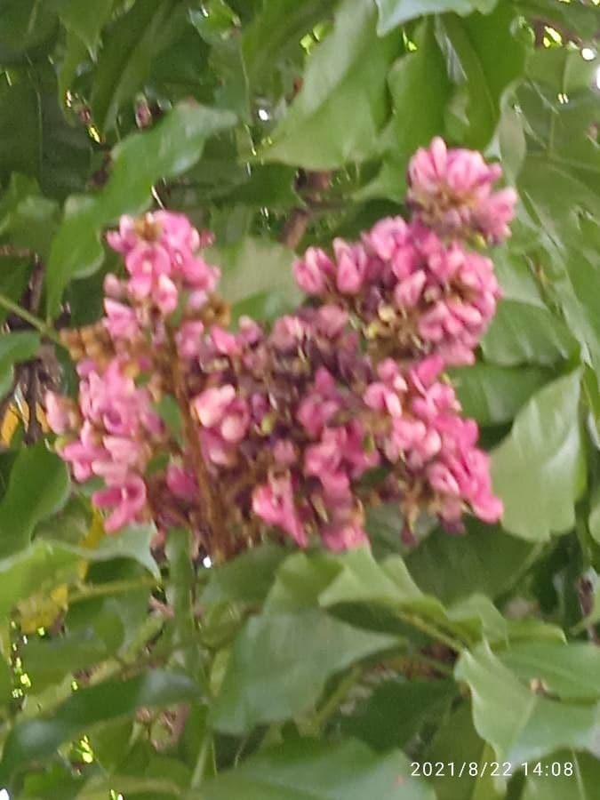 Andira inerme 15