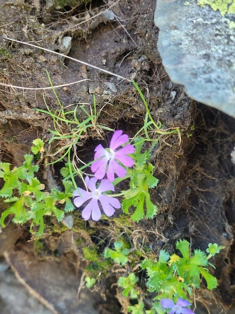 Primula 8
