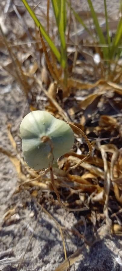 Pankracjum nadmorskie