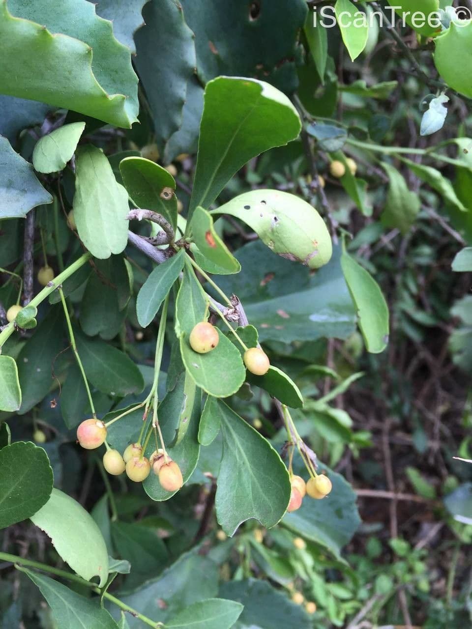 Gymnosporia 2