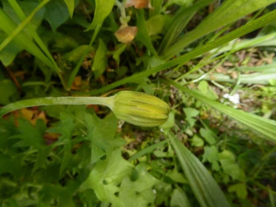 Hyoseris radiata 23