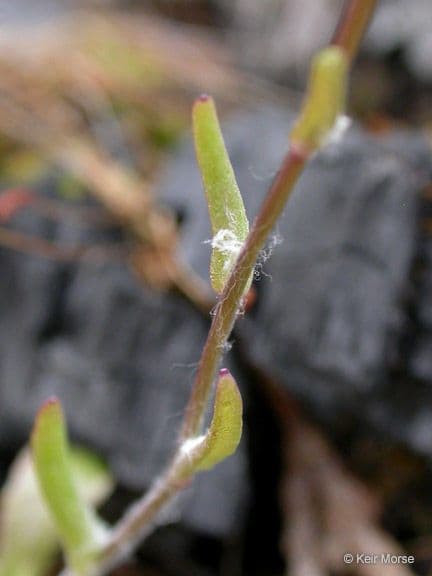 Crocidium multicaule 13