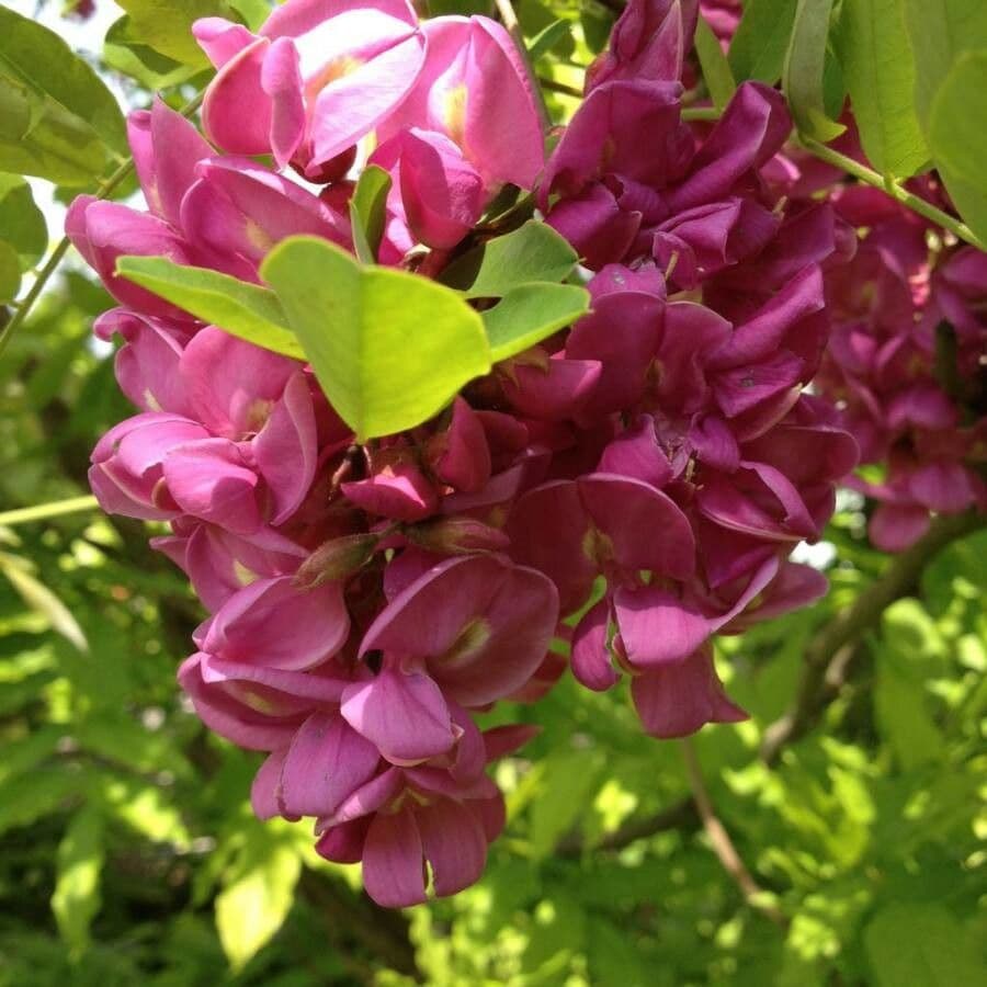 Robinia ispida 9