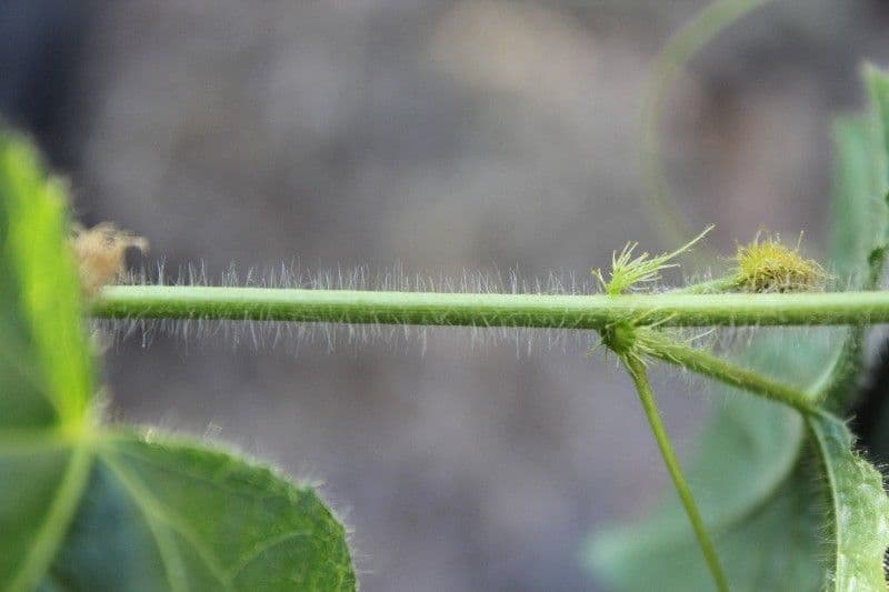 Passiflora fetida 22