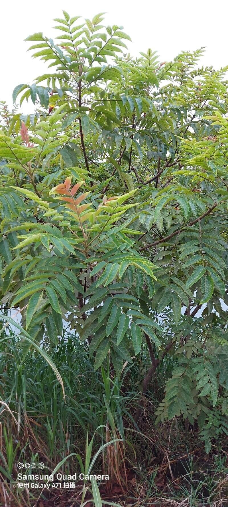 Cedro rosso 11