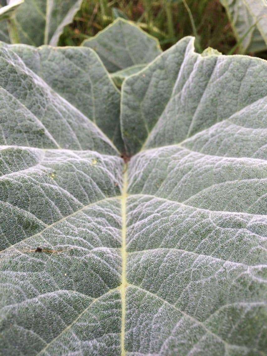 Zucca fetida 26