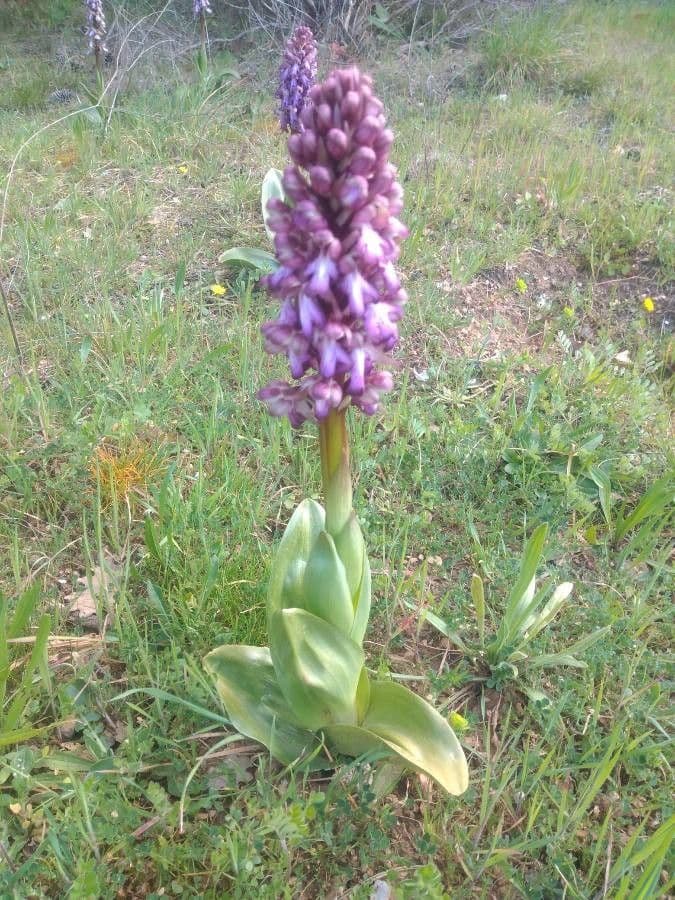 Orchis géant 24