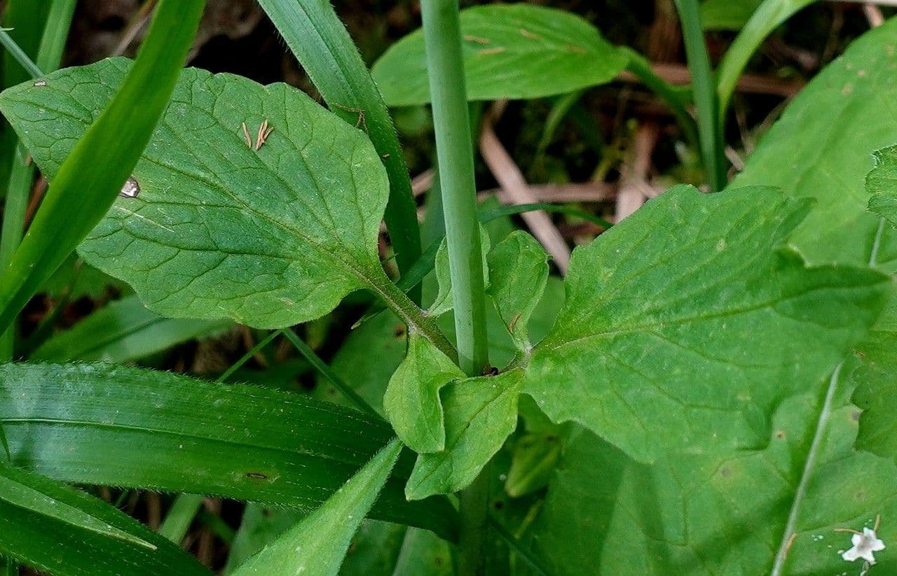 Valeriana trifogliata 17
