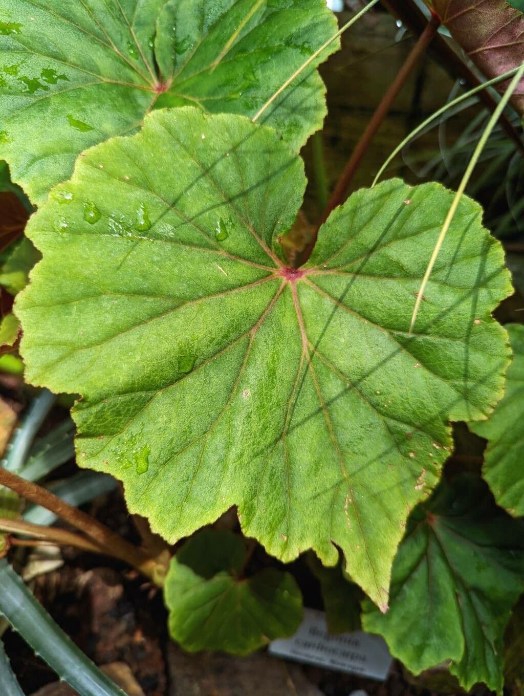 Begonia