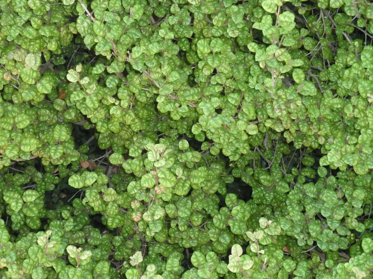 Lophomyrtus bullata