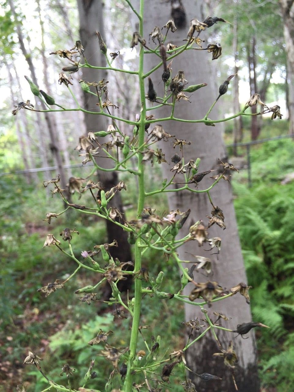 Lactuca 19