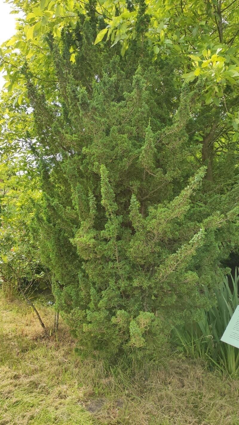 Atlantic white cypress 6