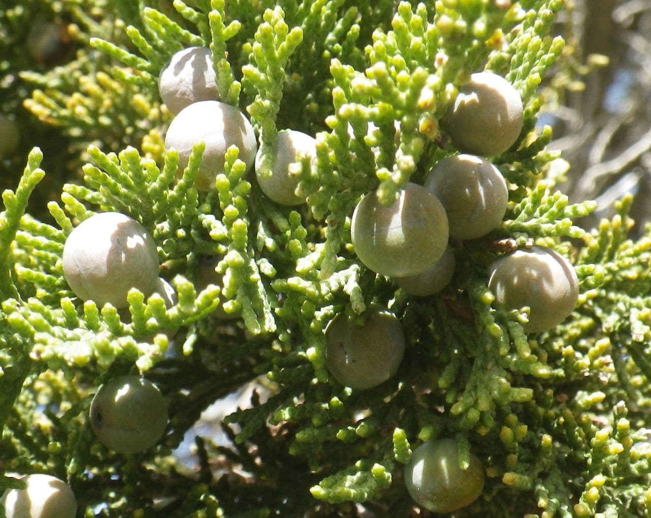 Ginepro fetido 3