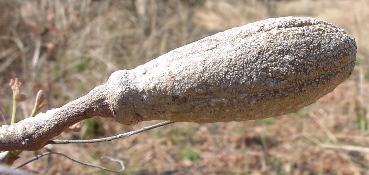 Pseudocedrela 9