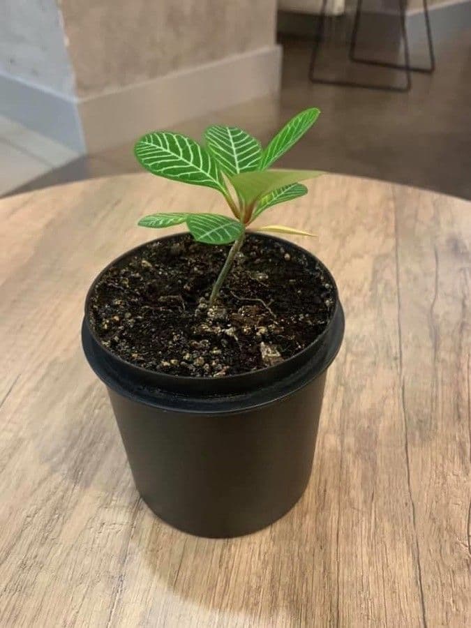 Aphelandra 22
