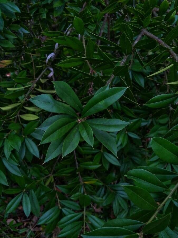 Bonellia macrocarpa 9
