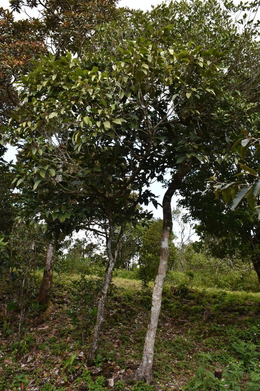 Hancea intera 4