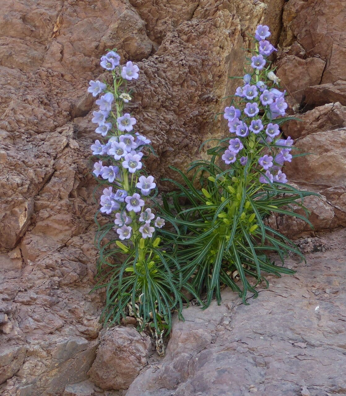 Campanula speciosa 7