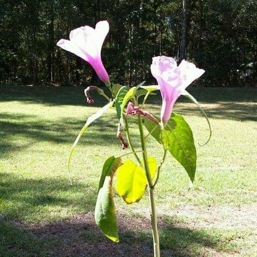 Ipomoea setifera 7