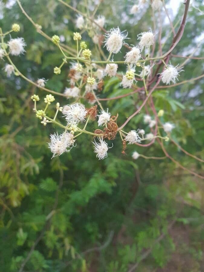 Mimosa bimucronata 3