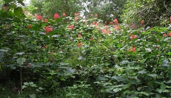 Lantana paniculata 11