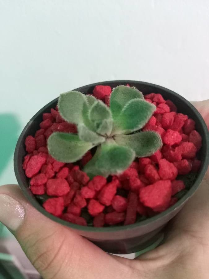 Echeveria 9