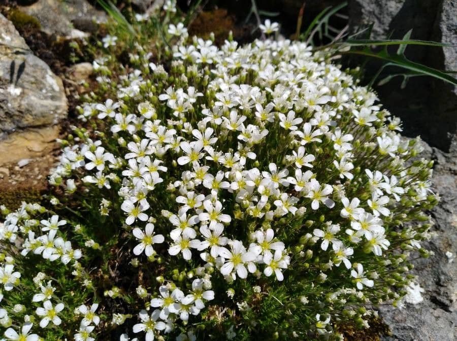 Arenaria grandiflora 8