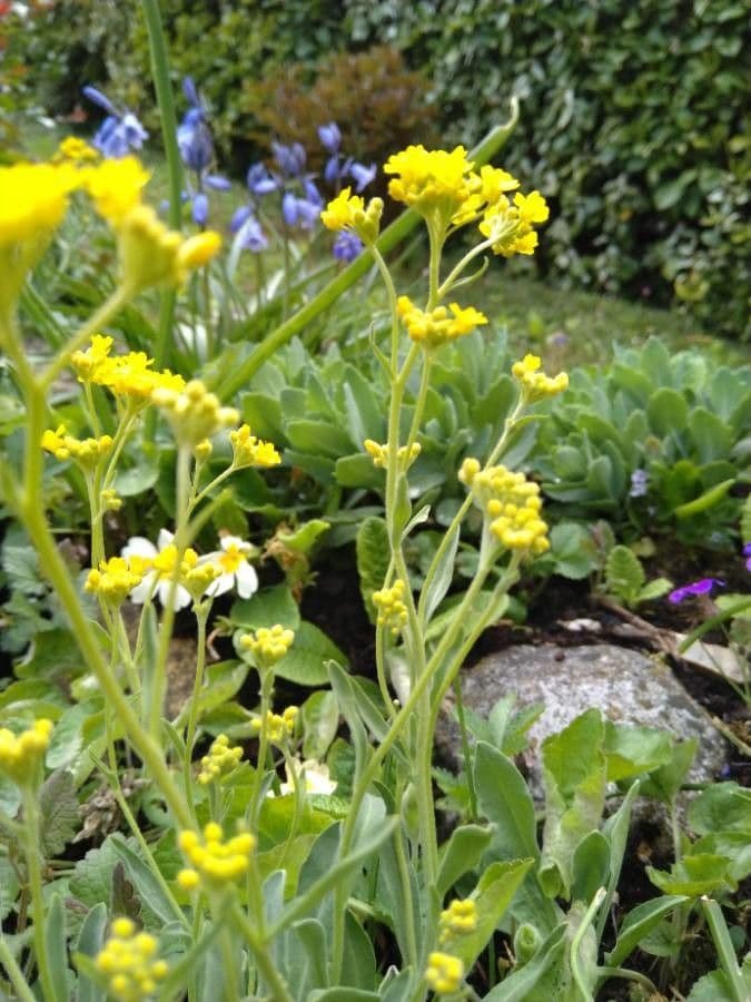 Aurinia saxatilis 22