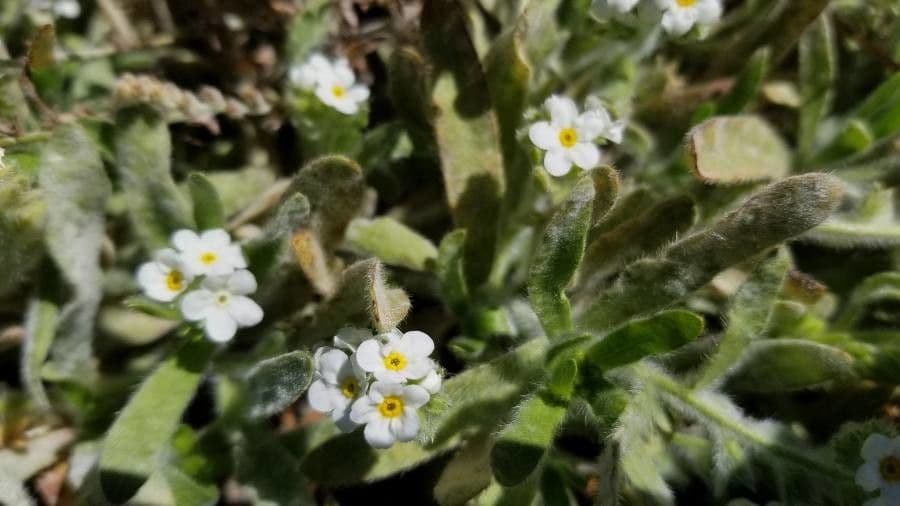 Plagiobothrys molle
