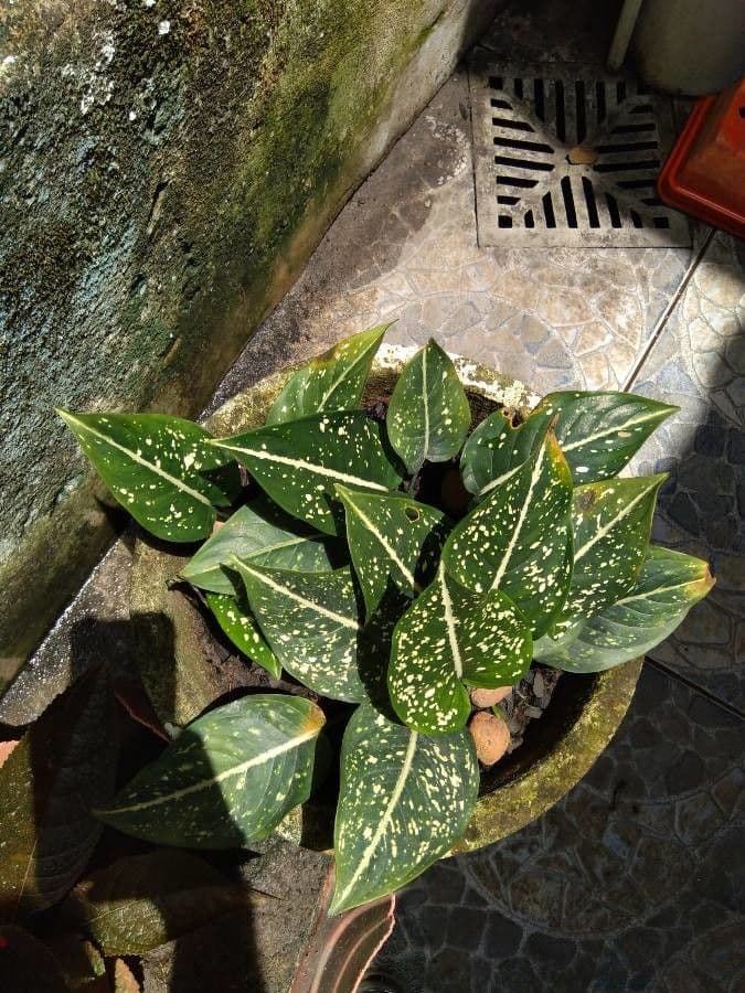 Aglaonema 6