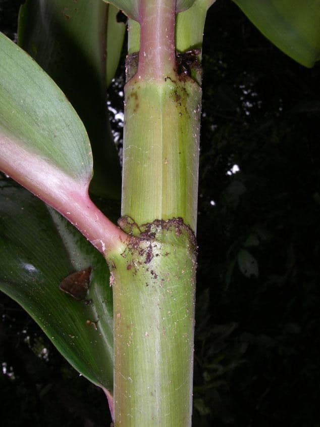 Costus liscio 13