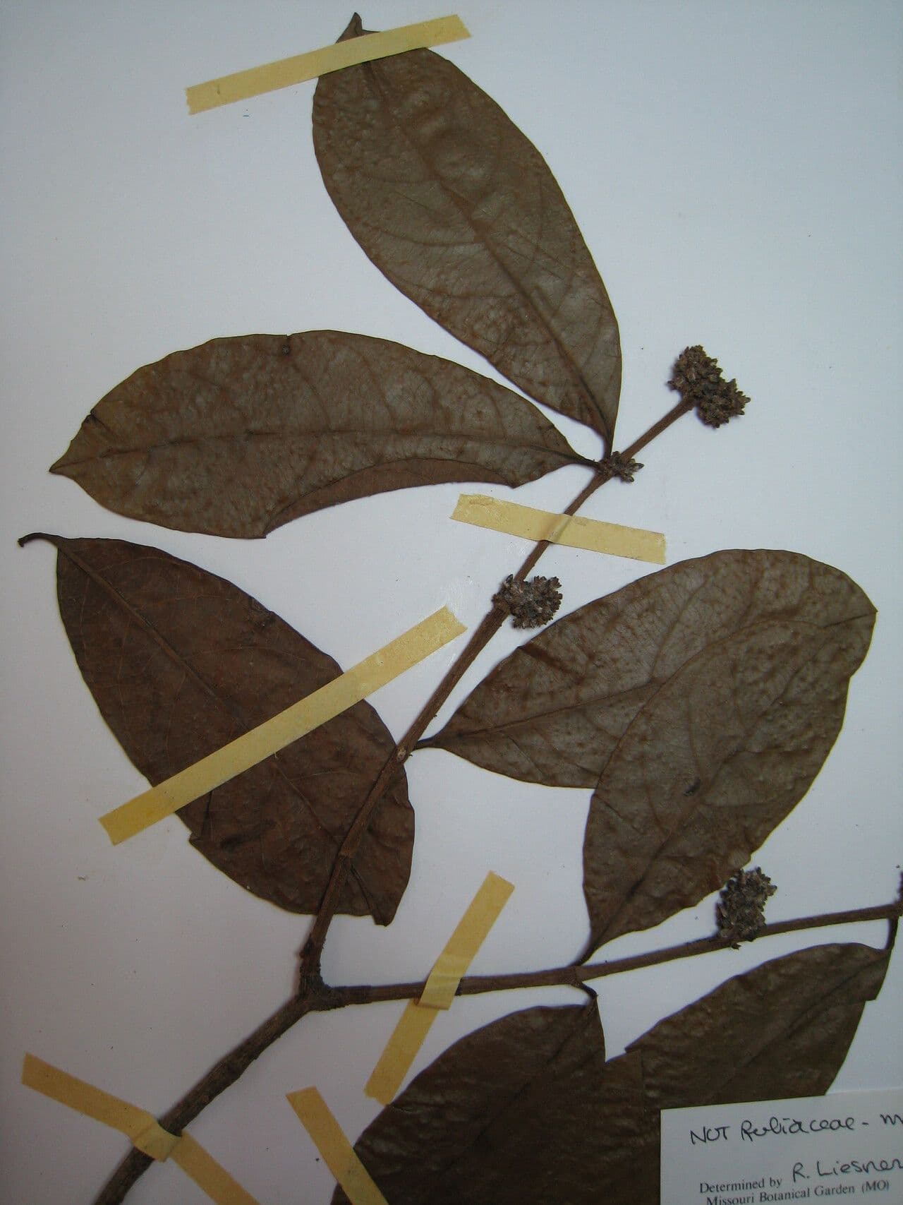 Forsteronia