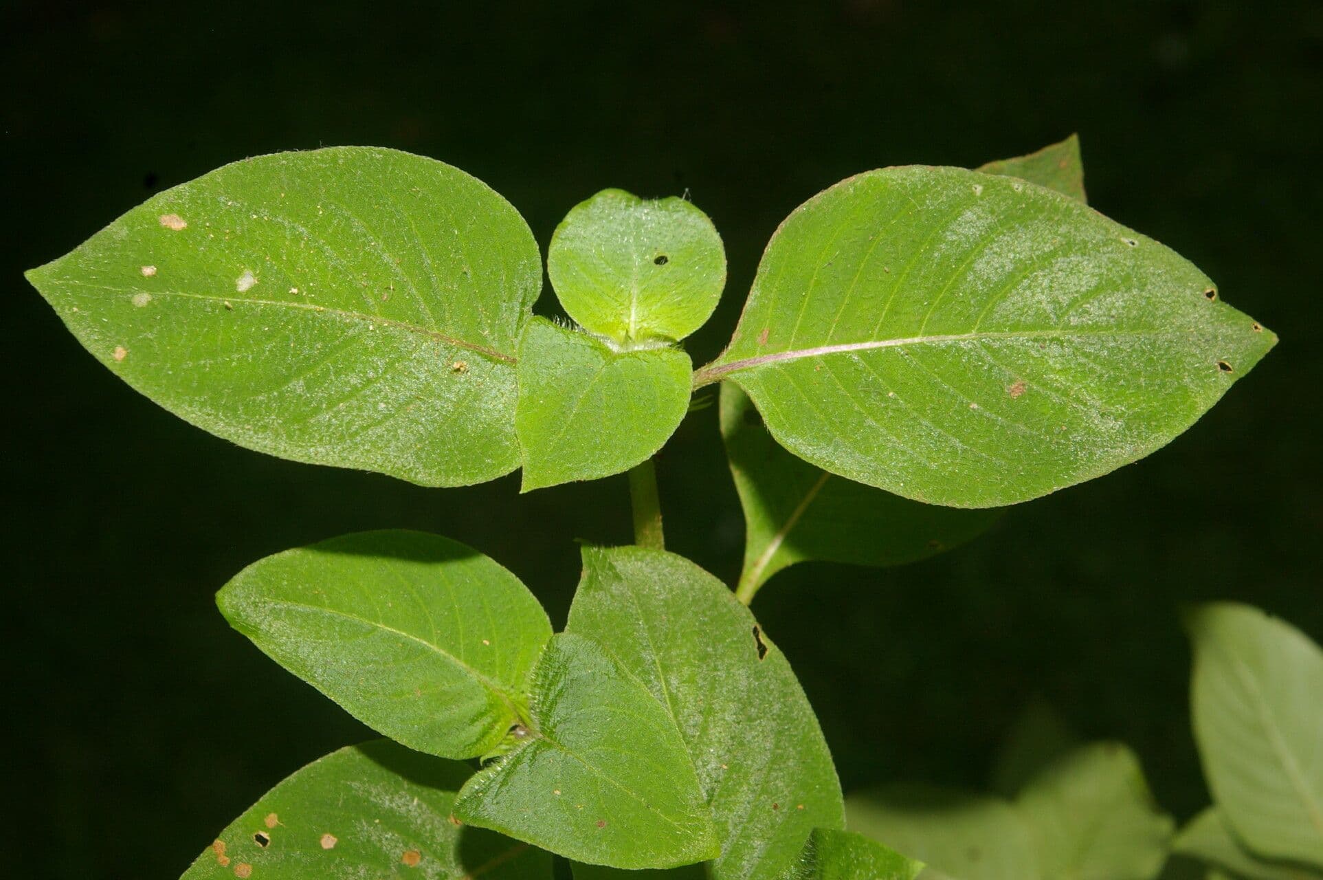 Coccocypselum 18