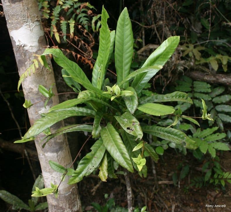 Atractocarpus 9