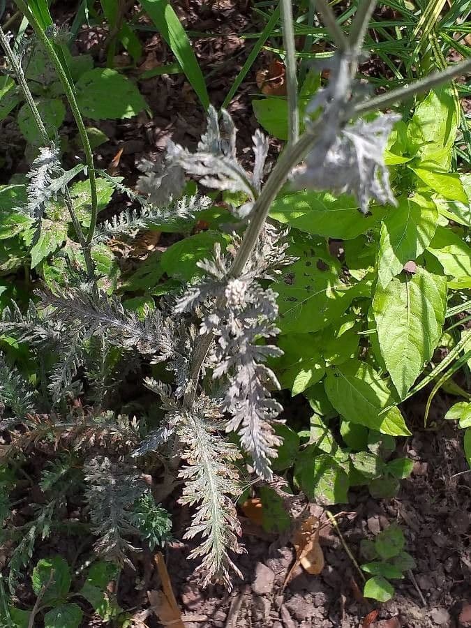 Achillea scutellata 11