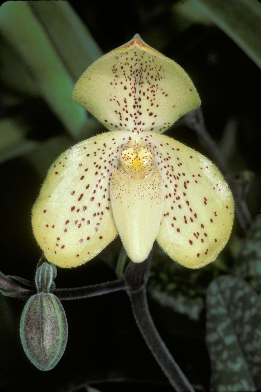 Paphiopedilum monocolore