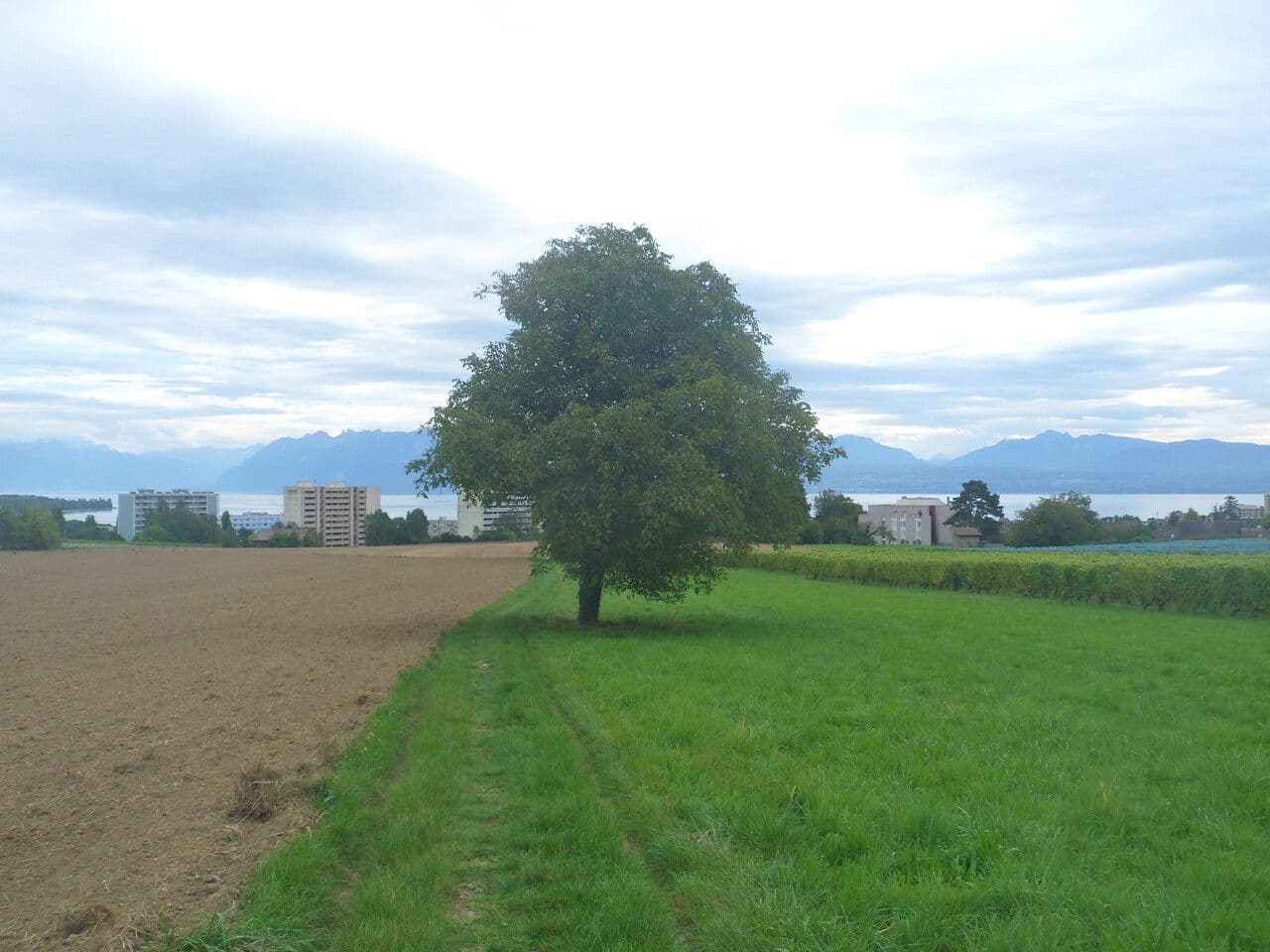 Noce comune 12