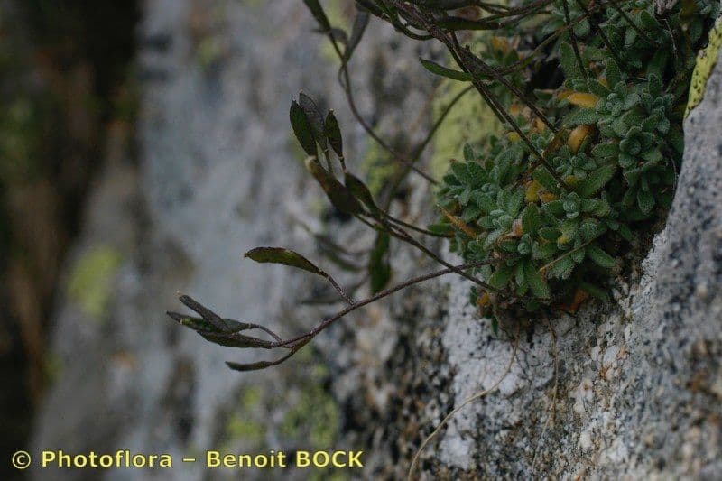 Draba douteuse 22