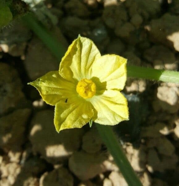 Anguria 9