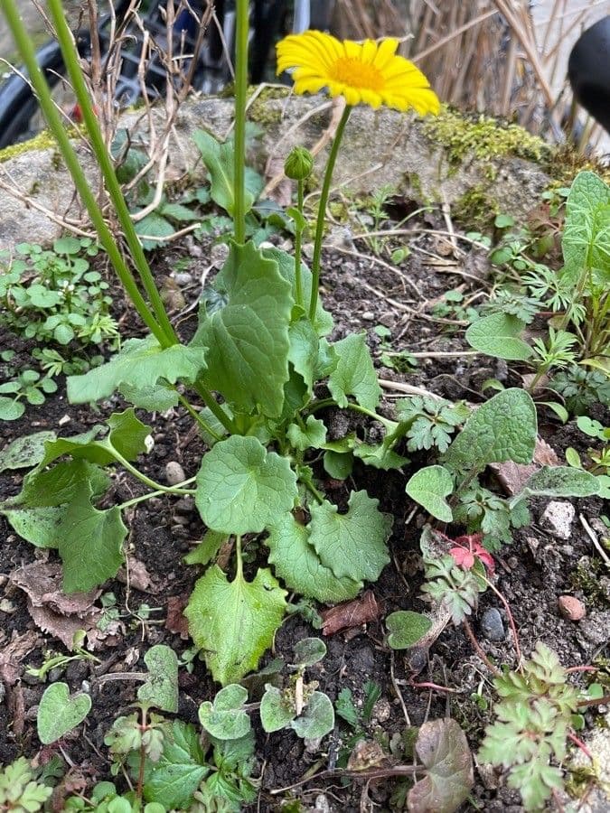 Plantain-leaf leopard's-bane 27