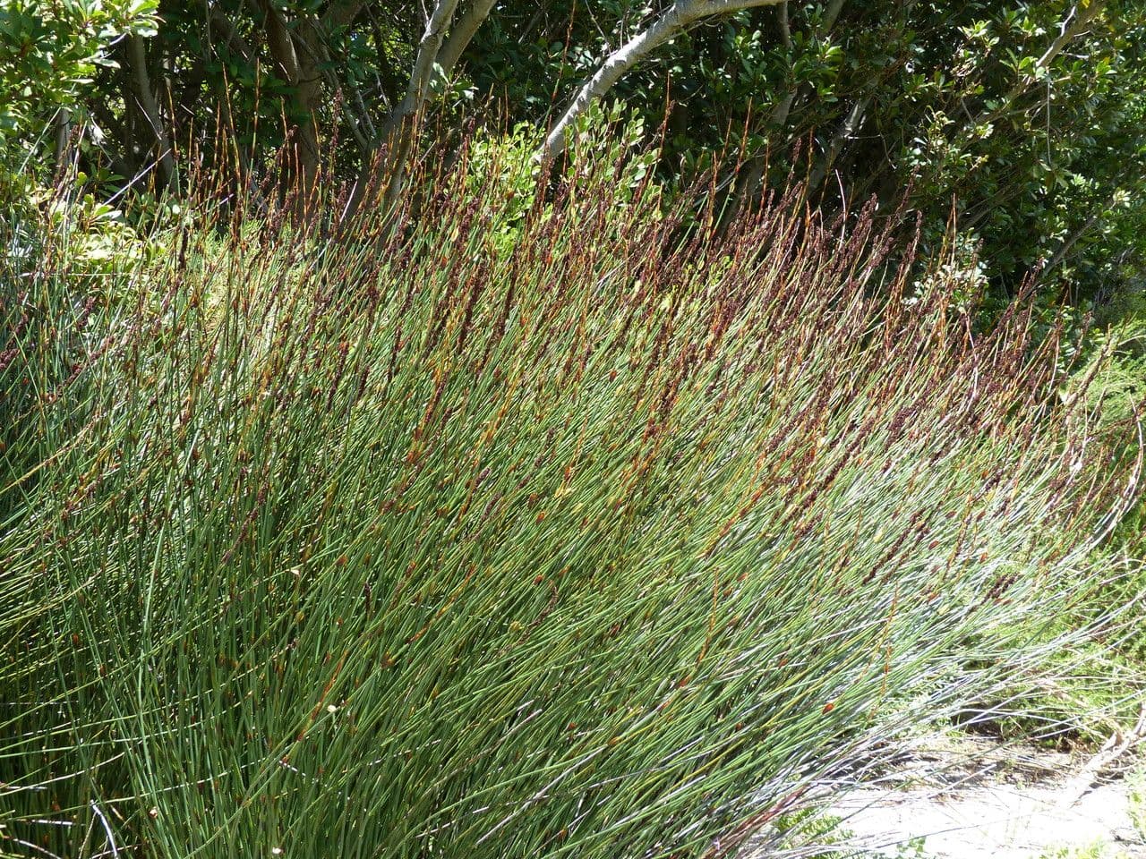 Elegia 6