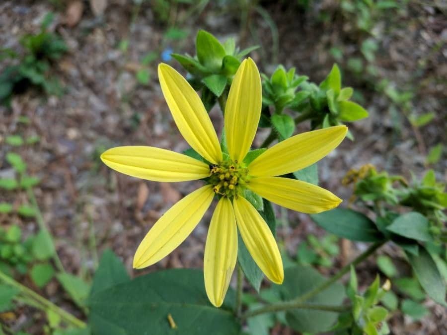 Coreopsis mayor 5