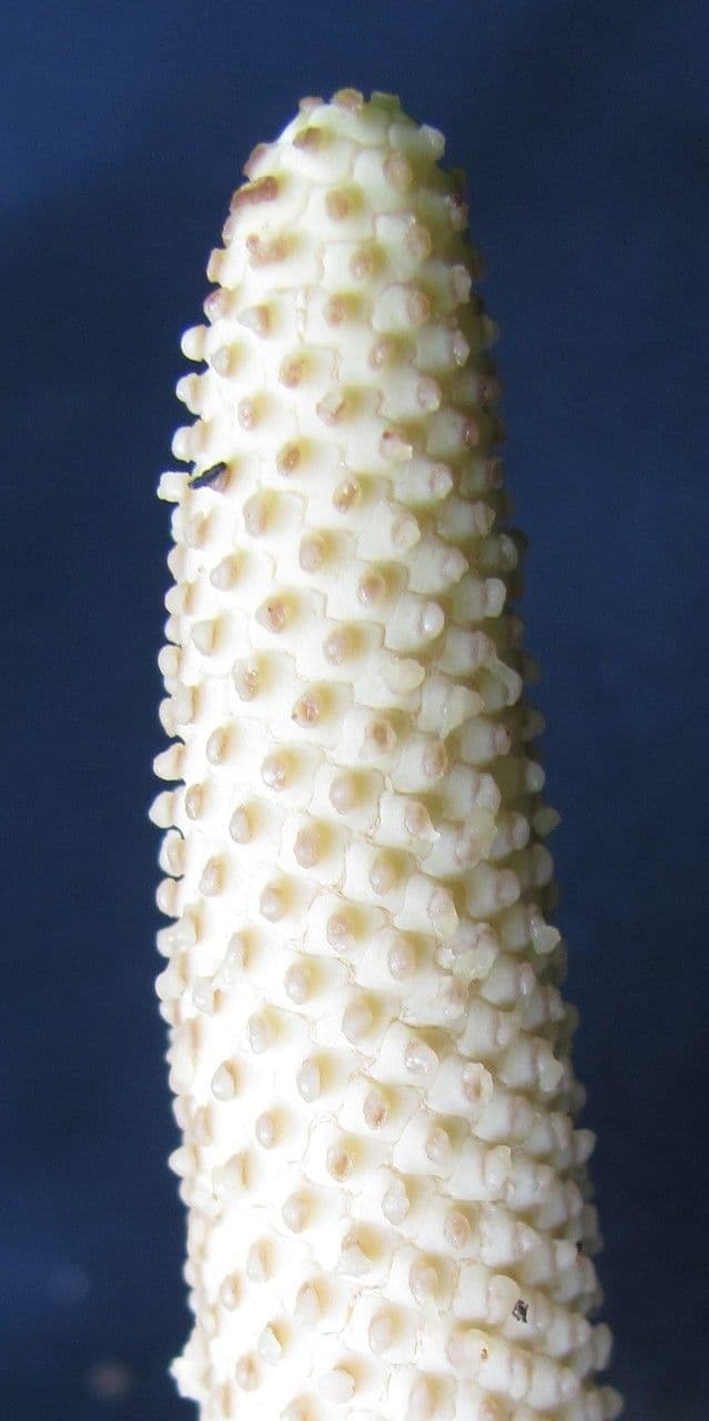 Rhodospatha