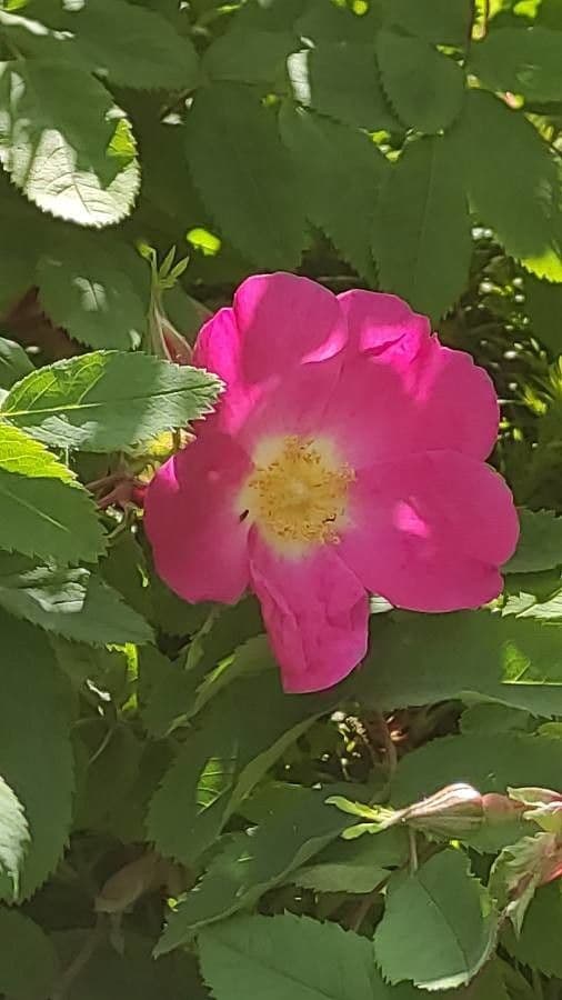 Rosa 5